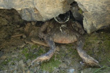Natrix helvetica