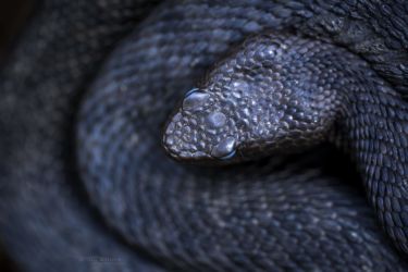Vipera aspis