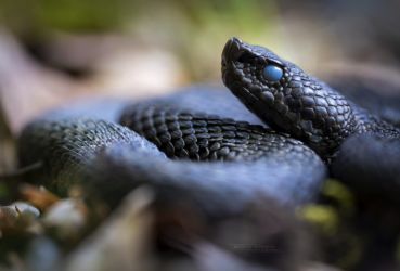 Vipera aspis