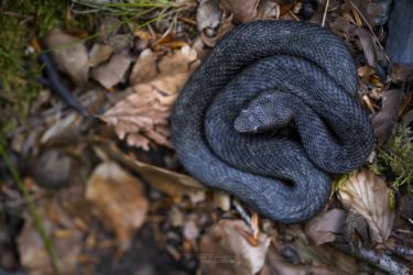 Vipera aspis