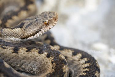Vipera aspis