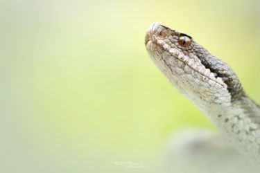 Vipera aspis