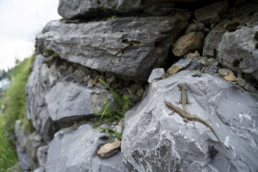 Podarcis muralis