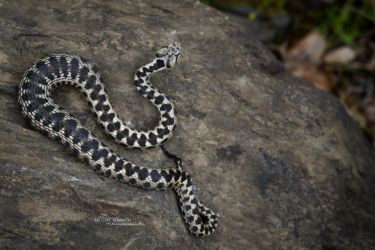 Vipera aspis