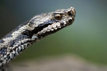 Vipera aspis