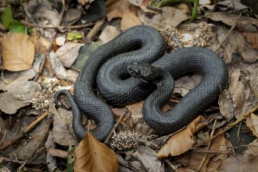 Vipera aspis