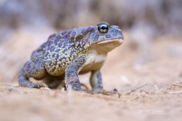 Sclerophrys mauritanica