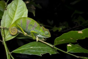 Nadzikambia baylissi