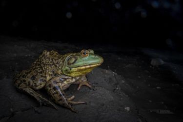 Lithobates catesbeianus