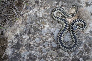 Vipera berus