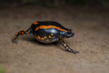 Phrynomantis bifasciatus