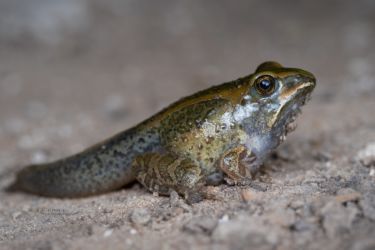 Hildebrandtia ornata