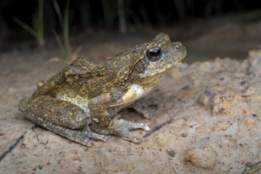 Chiromantis xerampelina