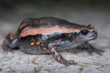 Phrynomantis bifasciatus