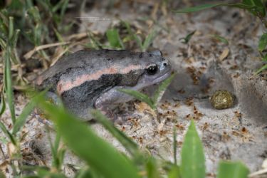 Phrynomantis bifasciatus