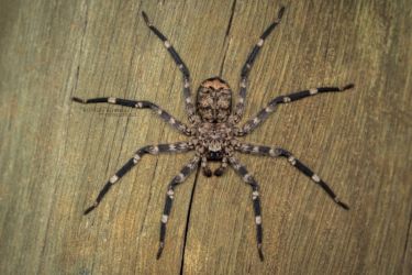 Zambie-MBerroneau014