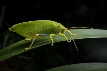 Zabalius ophthalmicus