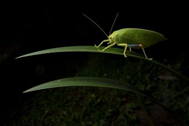 Zabalius ophthalmicus