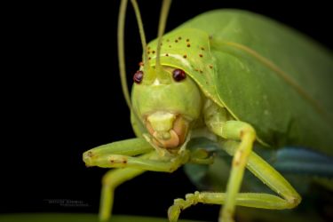 Zabalius ophthalmicus