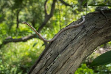 Thelotornis capensis