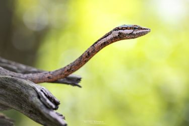 Thelotornis capensis
