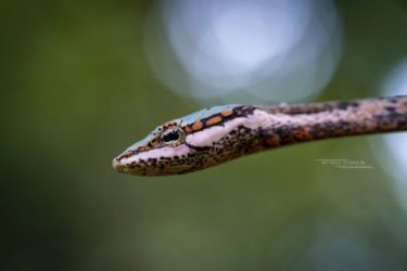 Thelotornis capensis