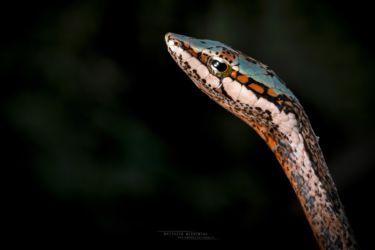 Thelotornis capensis