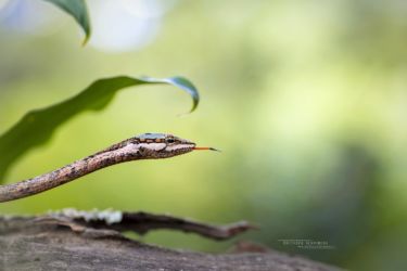 Thelotornis capensis