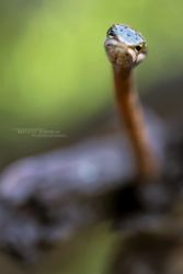 Thelotornis capensis