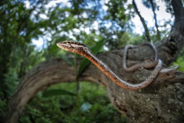 Thelotornis capensis