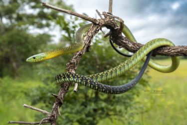 Dendroaspis jamesoni