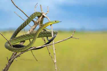 Dendroaspis jamesoni