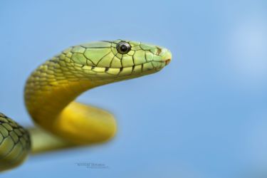 Dendroaspis jamesoni