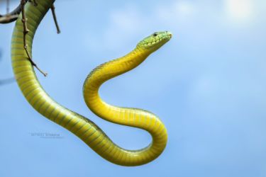 Dendroaspis jamesoni