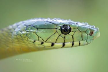 Dendroaspis jamesoni