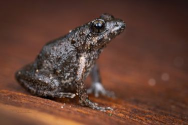 Arthroleptis xenochirus