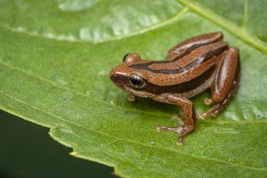 Afrixalus wittei