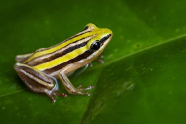 Hyperolius quinquevittatus