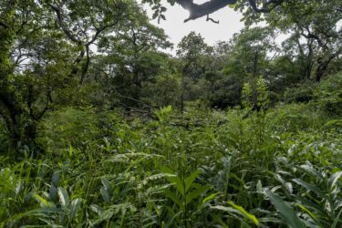 Atheris katangensis habitat