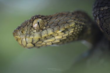 Atheris katangensis