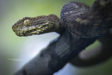 Atheris katangensis