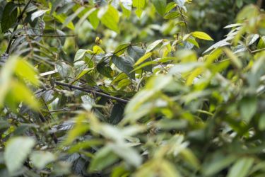 Trachylepis maculilabris