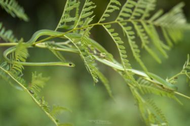 Philothamnus heterolepidotus