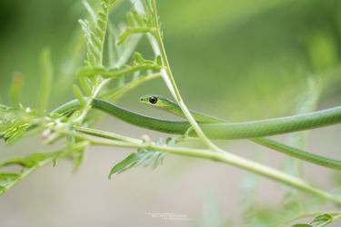 Philothamnus heterolepidotus