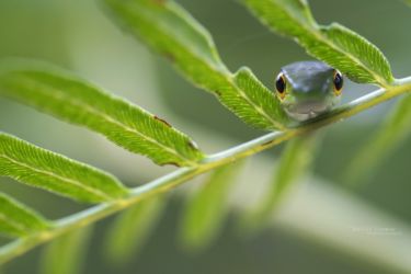 Philothamnus heterolepidotus