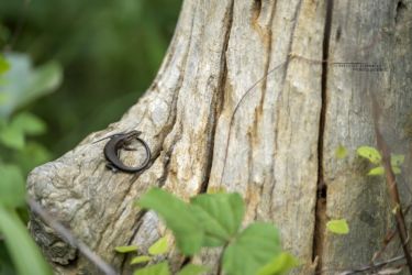 Trachylepis maculilabris