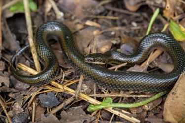 Limnophis bangweolicus