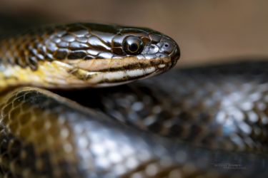 Limnophis bangweolicus