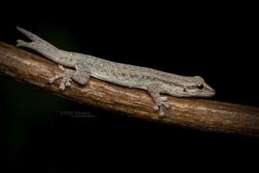 Lygodactylus chobiensis