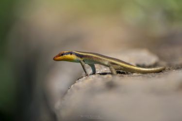 Trachylepis wahlbergii